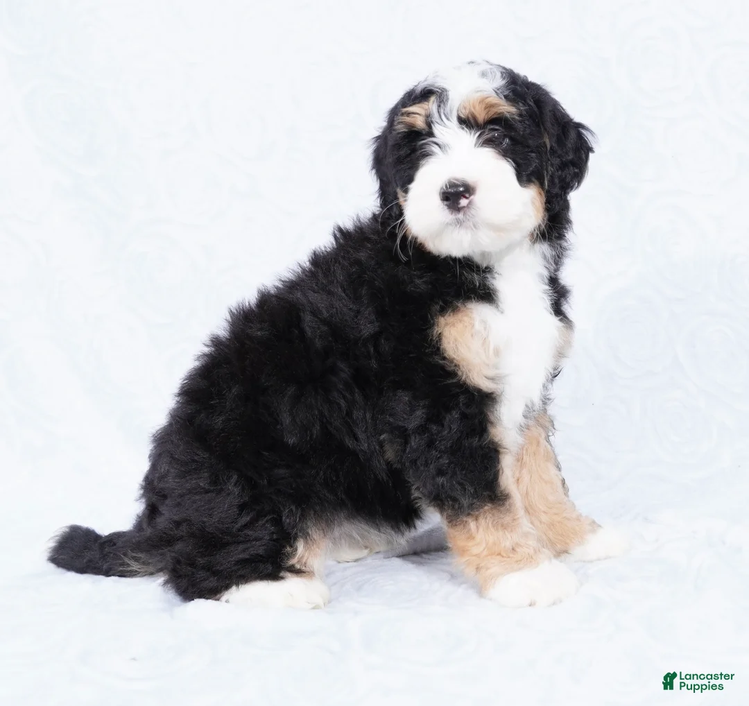 Mini Bernedoodle dogs for sale: Nora  - Ad 3
