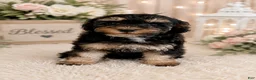 Miniature Poodle dogs for sale: Miniature Poodle 1- Bridget - Ad 1