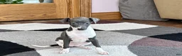 Italian Greyhound dogs for sale: Gina  - Ad 2