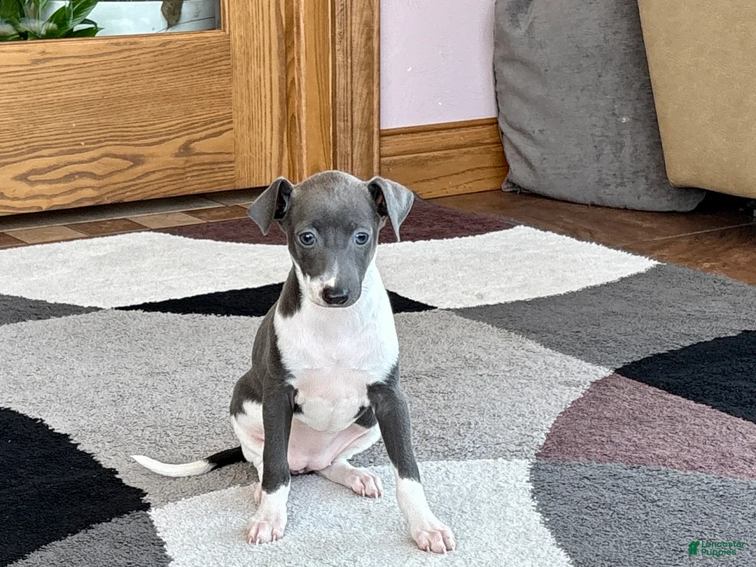 Italian Greyhound dogs for sale: Gina  - Ad 2