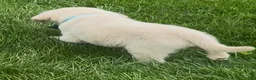 Labrador Retriever dogs for sale: Labrador Retriever Puppy 1 - Ad 2