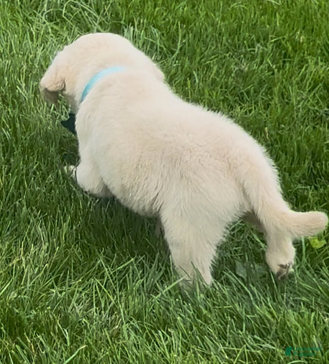 Labrador Retriever dogs for sale: Labrador Retriever Puppy 1 - Ad 2