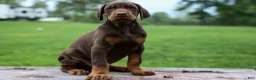 Doberman Pinscher dogs for sale: Gus 🐾 - Ad 5
