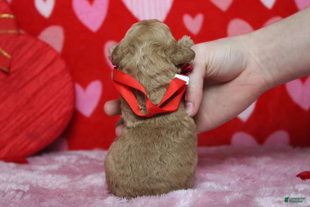 Goldendoodle dogs for sale: Pibb - Ad 9