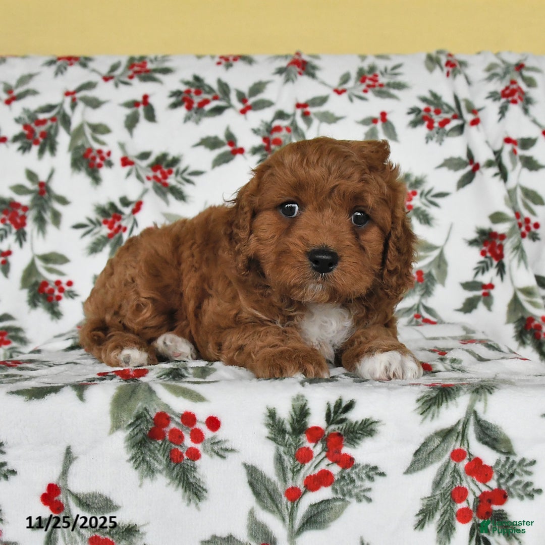 Cavapoo dogs for sale: Lucky - Ad 3