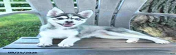 Pomsky dogs for sale: April - Ad 4