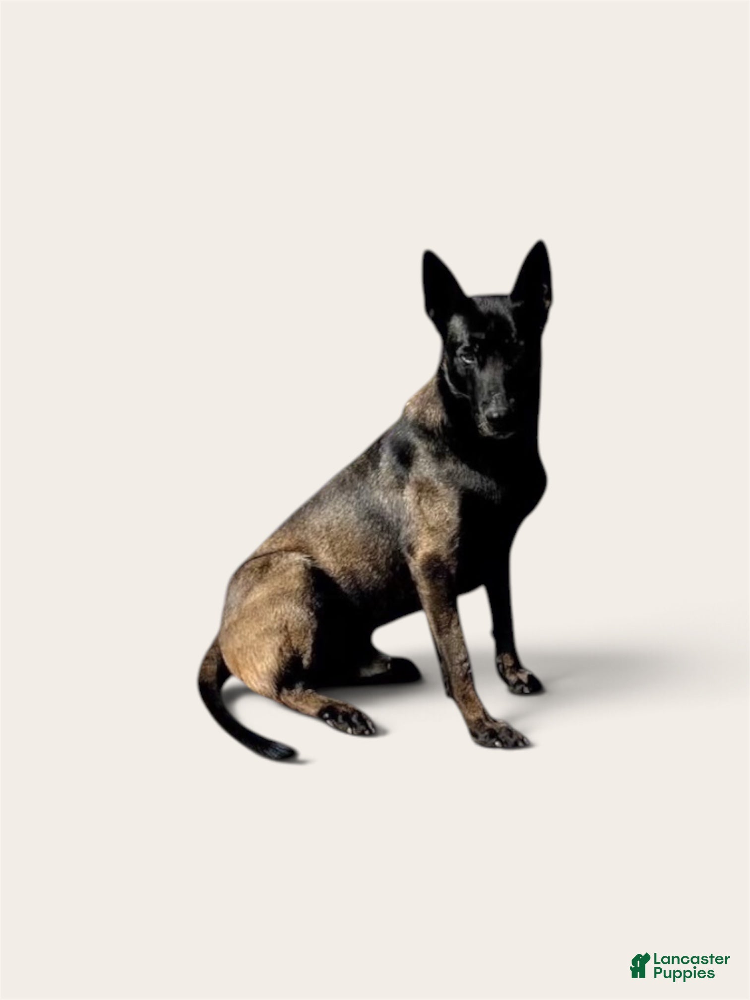Belgian Malinois dogs for sale: Belgian Ladies❤️AKC  - Ad 2