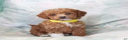 Toy Poodle dogs for sale: Rolo - Ad 3
