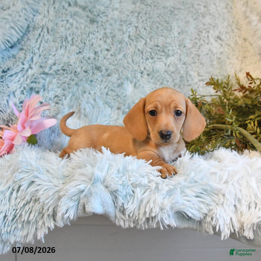 Miniature Dachshund dogs Blossom - Ad 1
