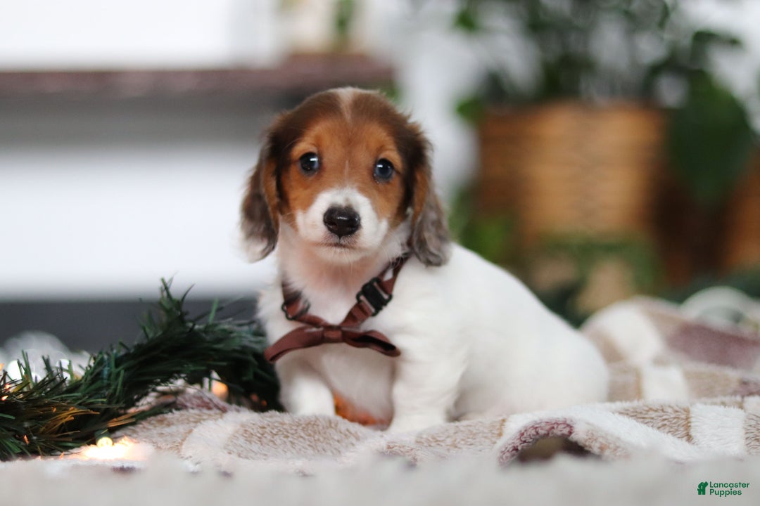 Miniature Dachshund dogs for sale: Theo - Ad 4