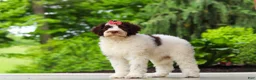 Portuguese Water Dog dogs for sale: Lindsey - Ad 4