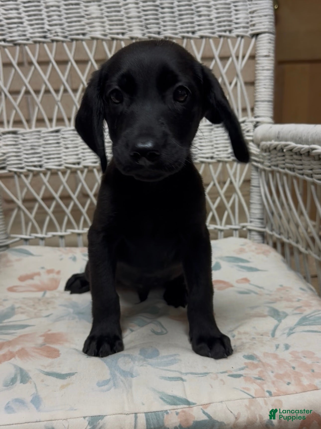 Labrador Retriever dogs for sale: Labrador Retriever Jackie - Ad 45