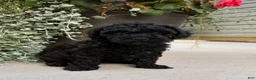 Havapoo dogs for sale: Timmy  - Ad 3