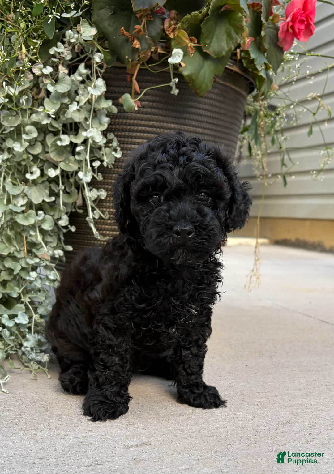 Havapoo dogs for sale: Timmy  - Ad 3