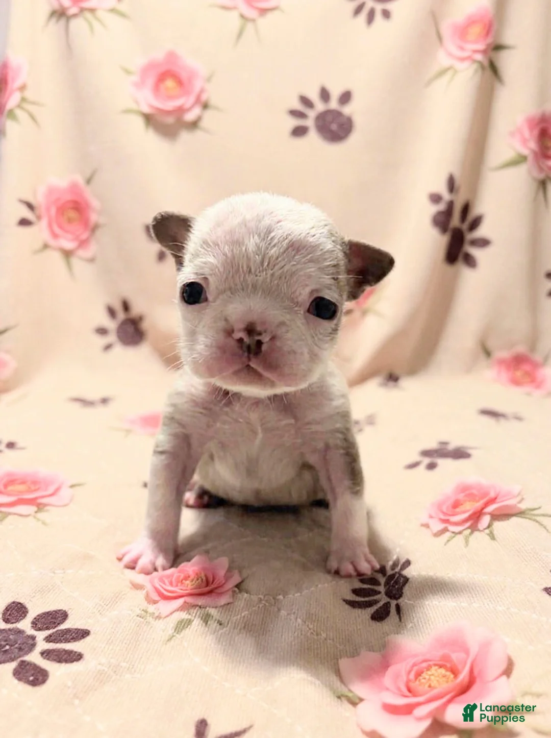 French Bulldog dogs for sale: Brownie - Ad 3