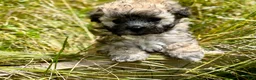 Shihpoo dogs for sale: Shihpoo 2 - Ad 2