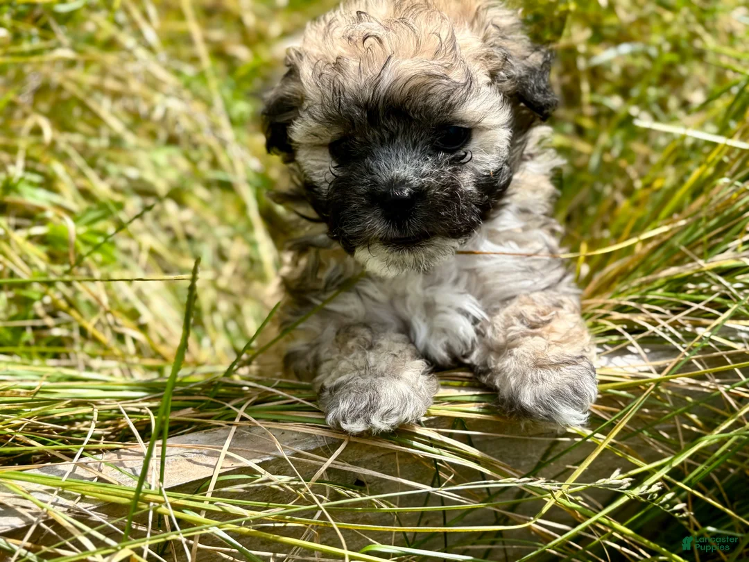 Shihpoo dogs for sale: Shihpoo 2 - Ad 2
