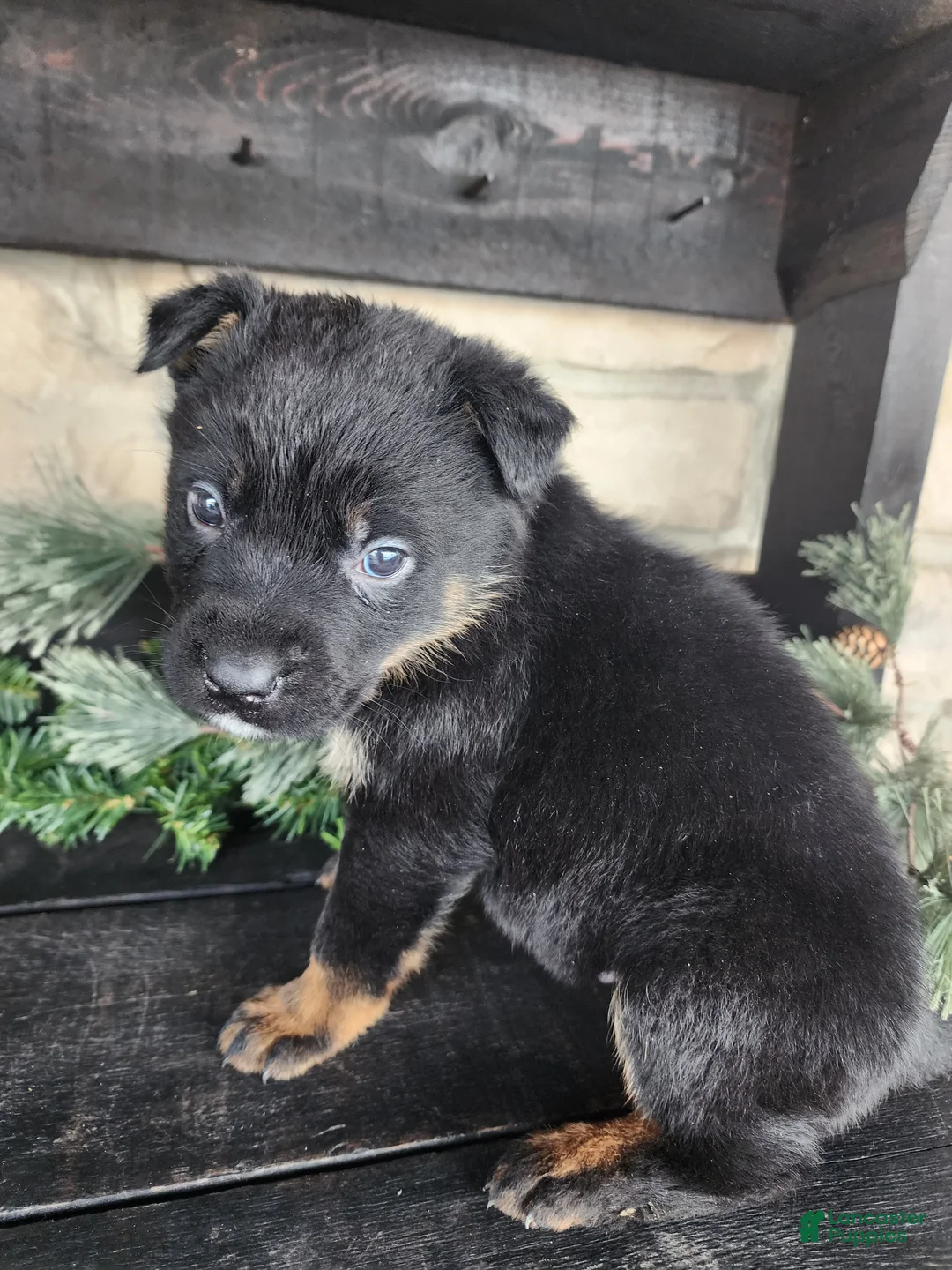 Mixed Breed dogs for sale: Ricky - Ad 6