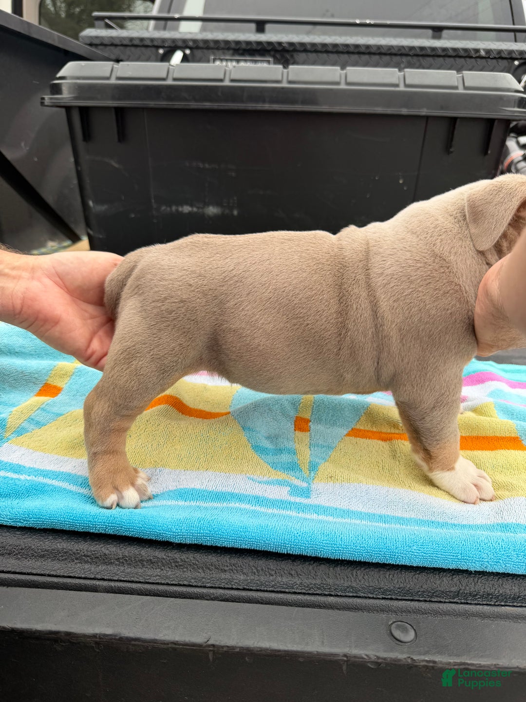 American Bully dogs for sale: American Bully Puppy 1 - Ad 2