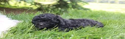 Toy Poodle dogs for sale: Sadie - Ad 4
