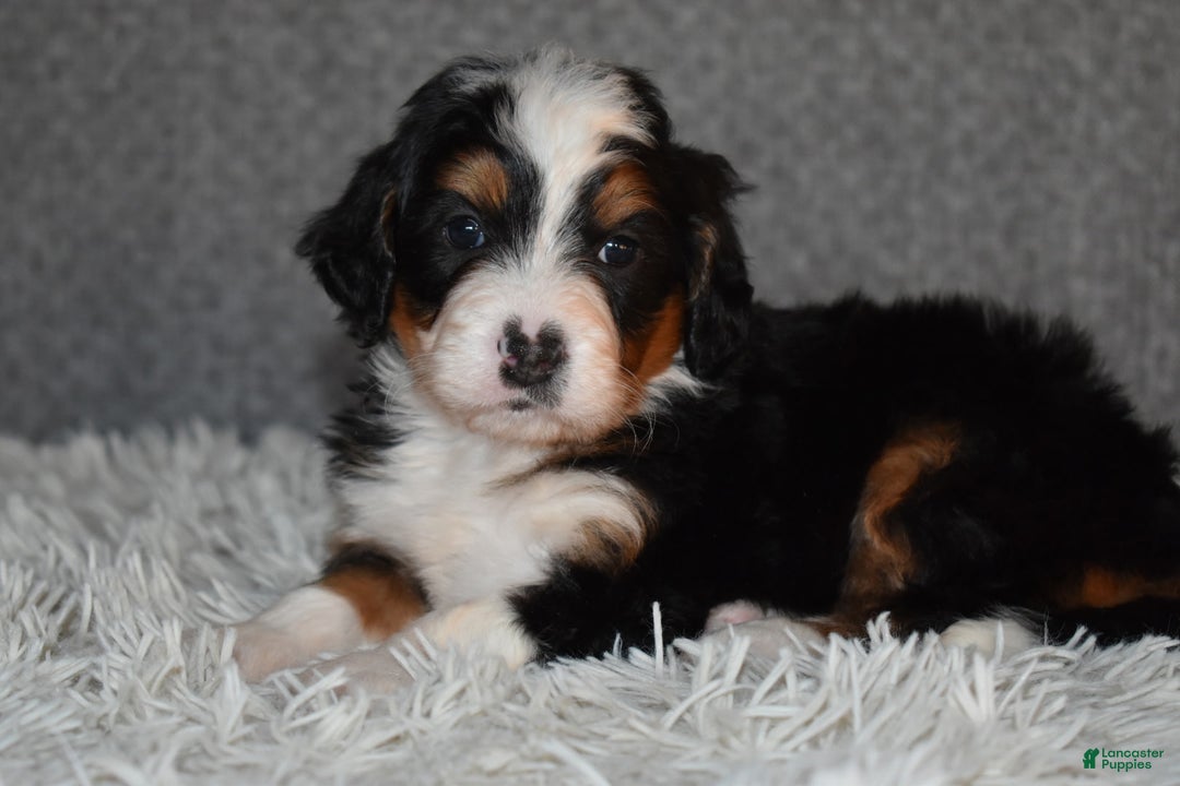 Mini Bernedoodle dogs for sale: Myles - Ad 2