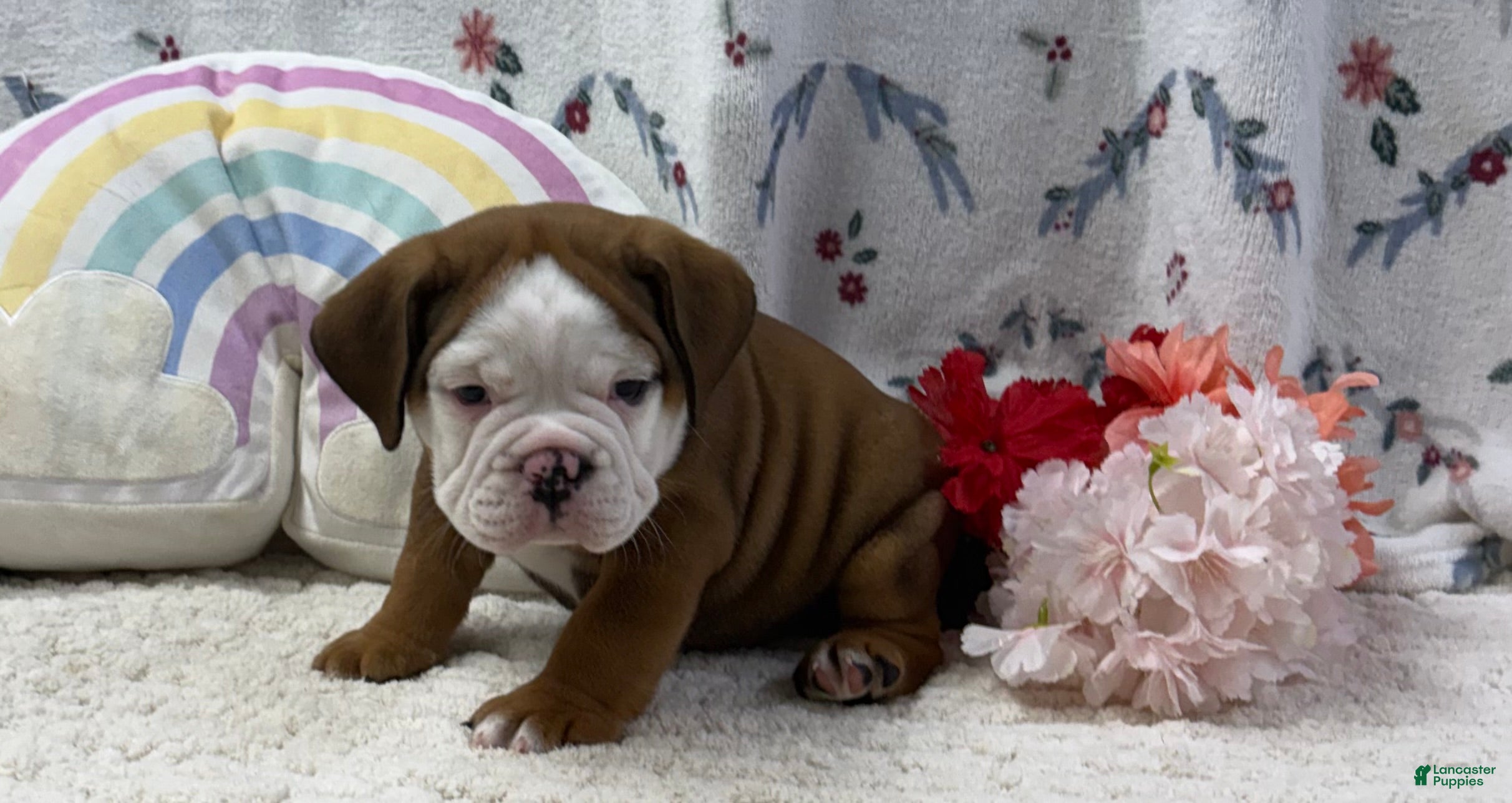 English Bulldog dogs Lucky  - Ad 2