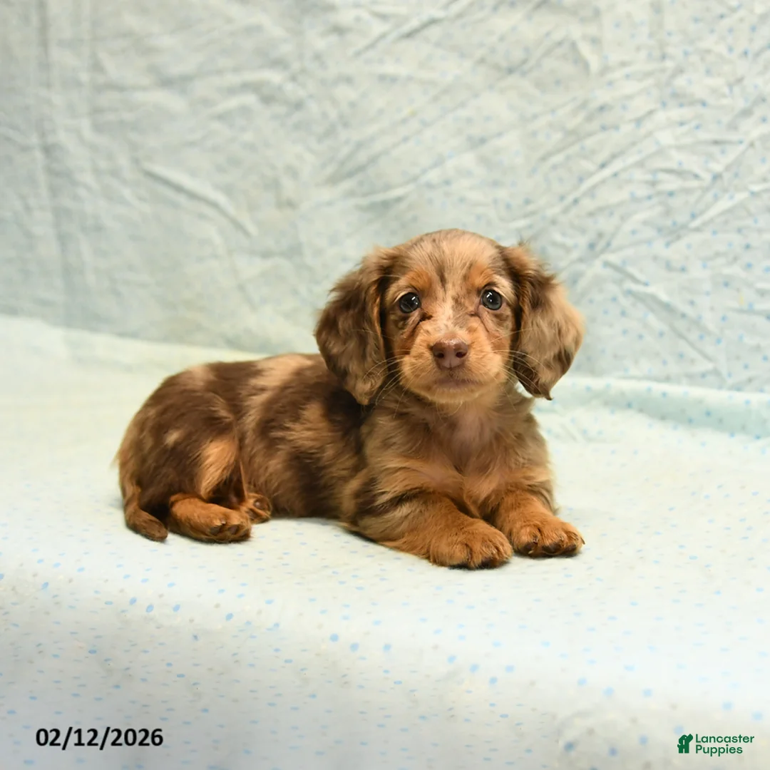 Dachshund dogs for sale: Lilac - Ad 5