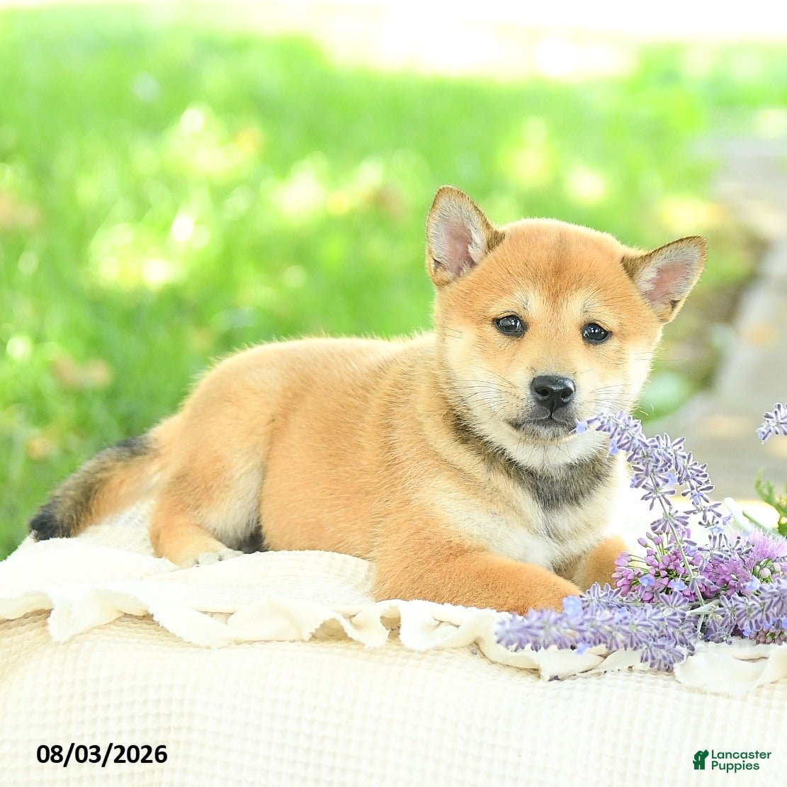 Shiba Inu dogs Pearl  - Ad 2