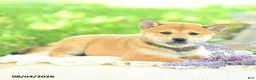 Shiba Inu dogs for sale: Pearl  - Ad 2