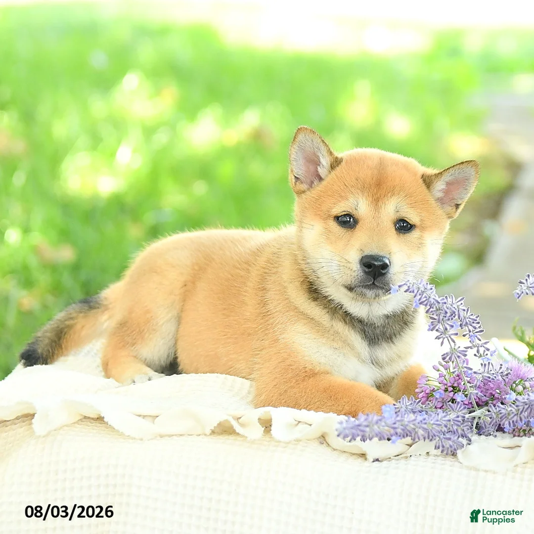 Shiba Inu dogs for sale: Pearl  - Ad 2