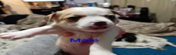Chihuahua dogs for sale: Chihuahua 2 - Ad 1