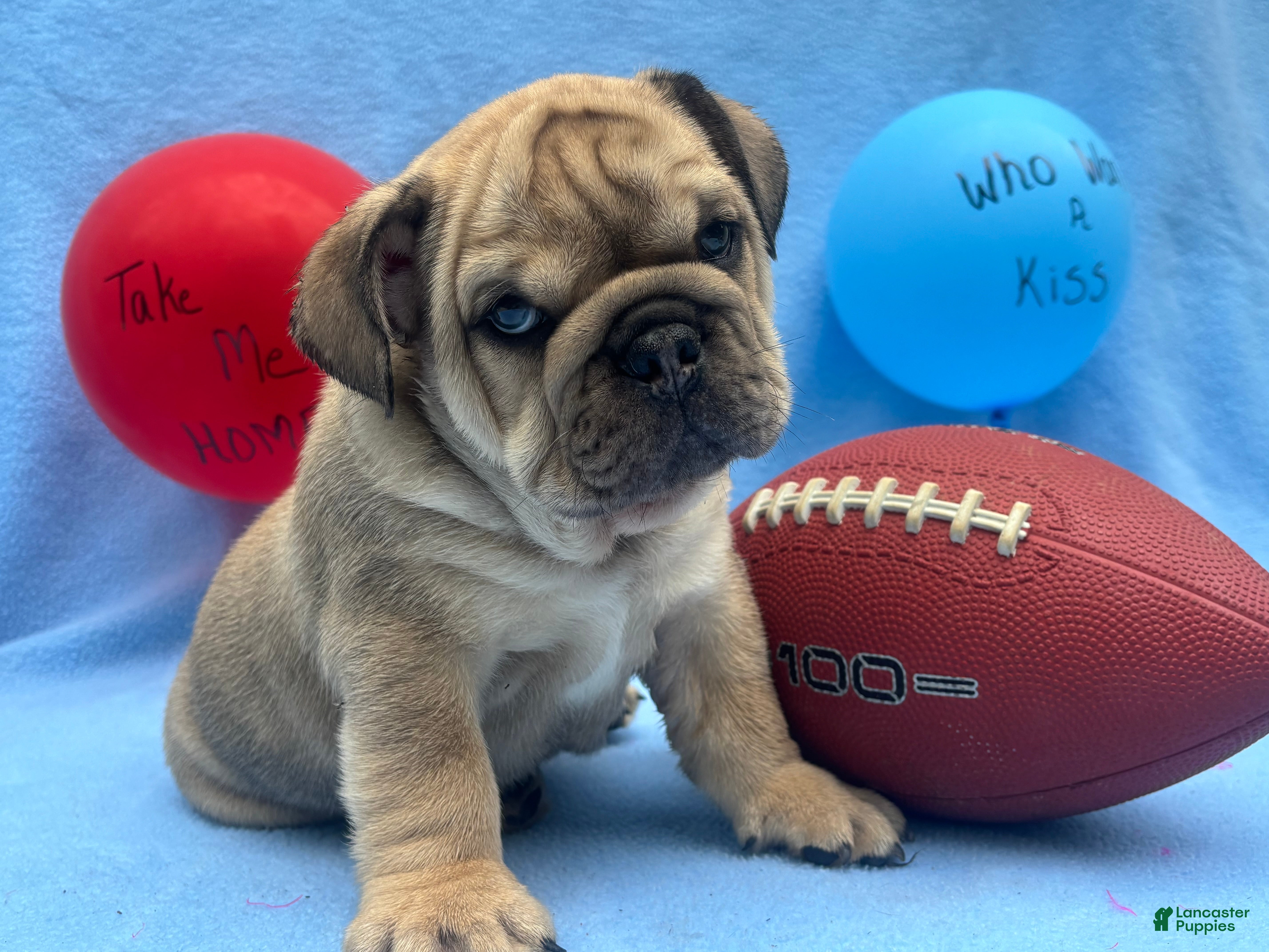 English Bulldog dogs Romeo - Ad 37