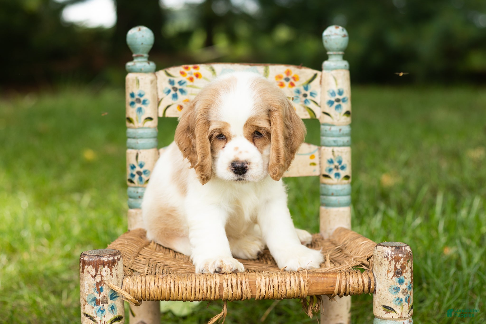 Cocker Spaniel dogs Max  - Ad 31