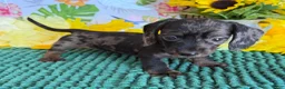 Miniature Dachshund dogs for sale: Dapple wire Girl - Ad 3
