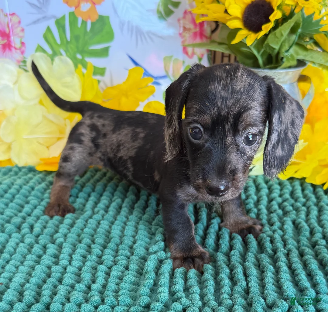 Miniature Dachshund dogs for sale: Dapple wire Girl - Ad 3