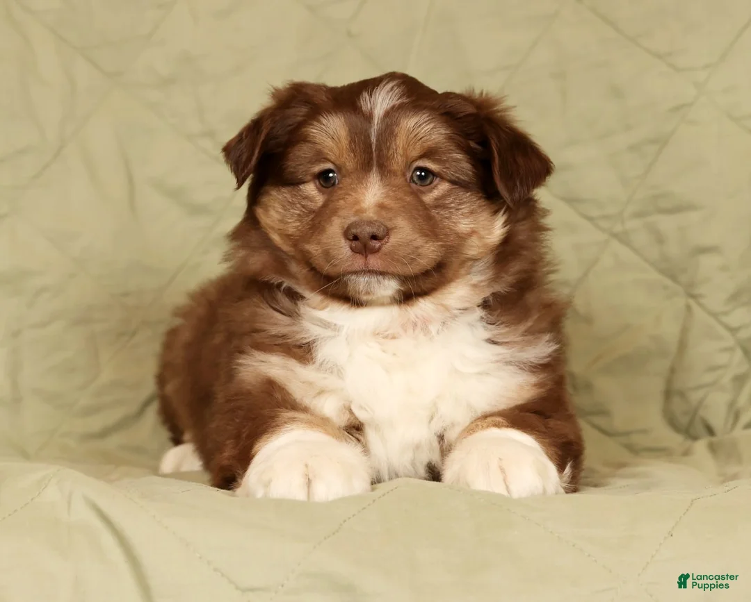 Miniature Australian Shepherd dogs for sale: Dakota - Ad 6