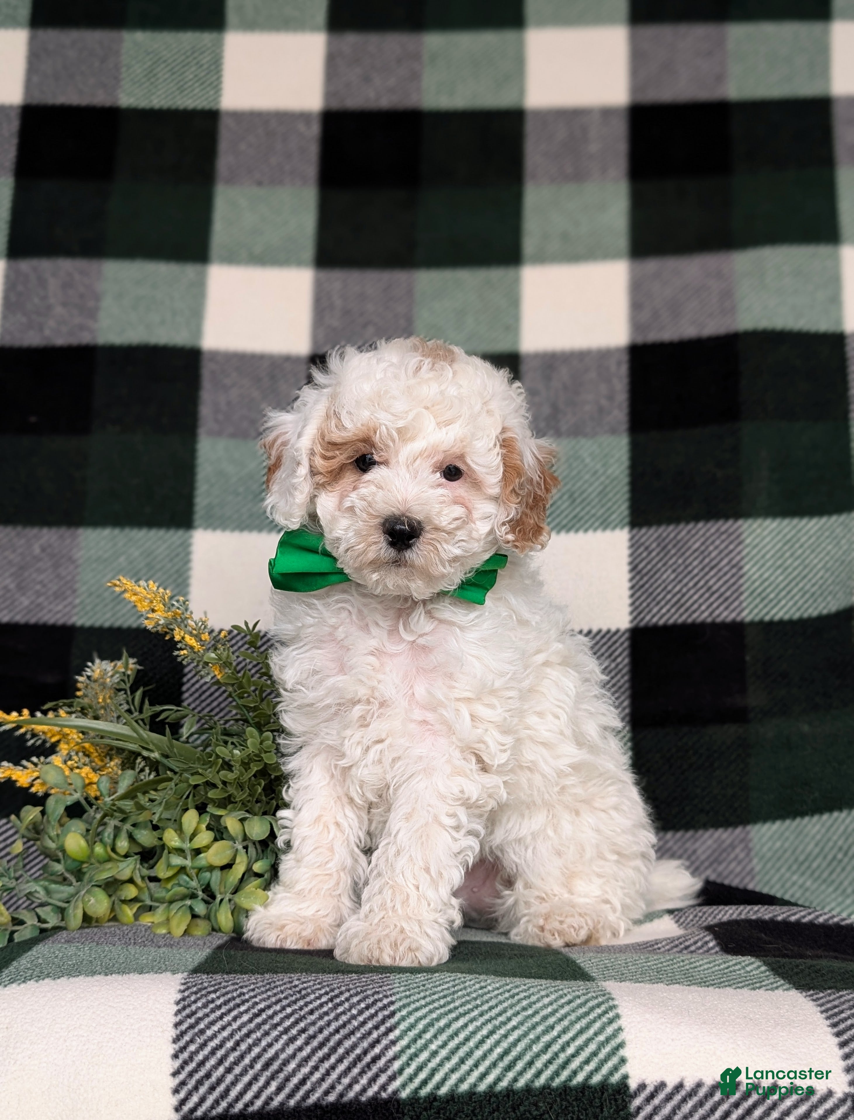 Miniature Poodle dogs for sale: Nyko - Ad 1