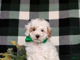 Miniature Poodle dogs for sale: Nyko - Ad 4