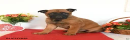 Belgian Malinois dogs for sale: Rio - Ad 4