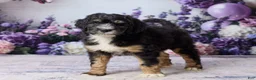 Bernedoodle dogs for sale: Layne - Ad 3