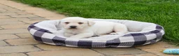 Labrador Retriever dogs for sale: Captain  - Ad 4