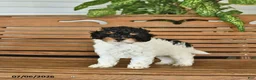 Mixed Breed dogs for sale: Harvey - Ad 3