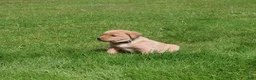 Labrador Retriever dogs for sale: Willow - Ad 1