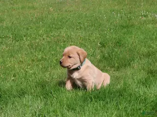 Labrador Retriever dogs for sale: Willow - Ad 2