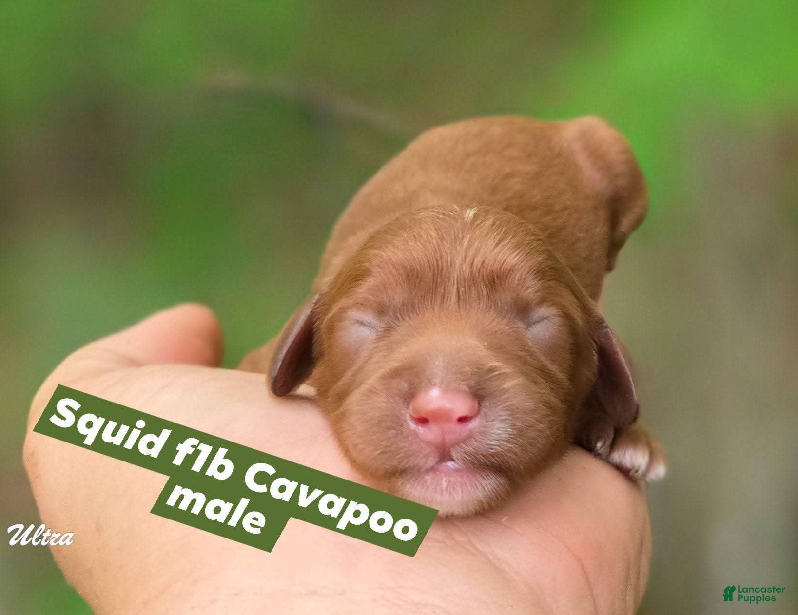 Cavapoo dogs Squid - Ad 9