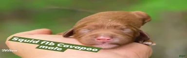 Squid