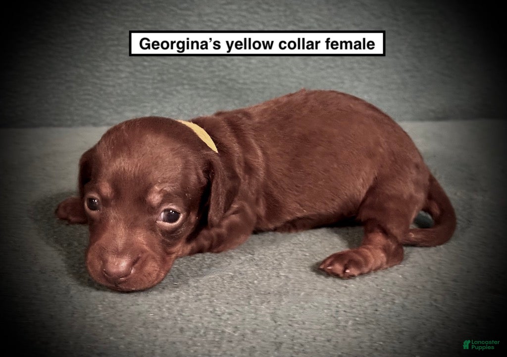 Dachshund dogs AKC Georgina's Yellow Collar Female - Ad 16
