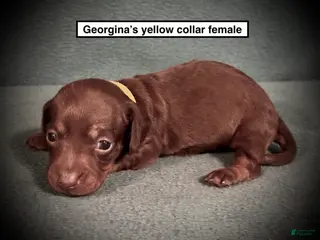 Dachshund dogs AKC Georgina's Yellow Collar Female - Ad 16