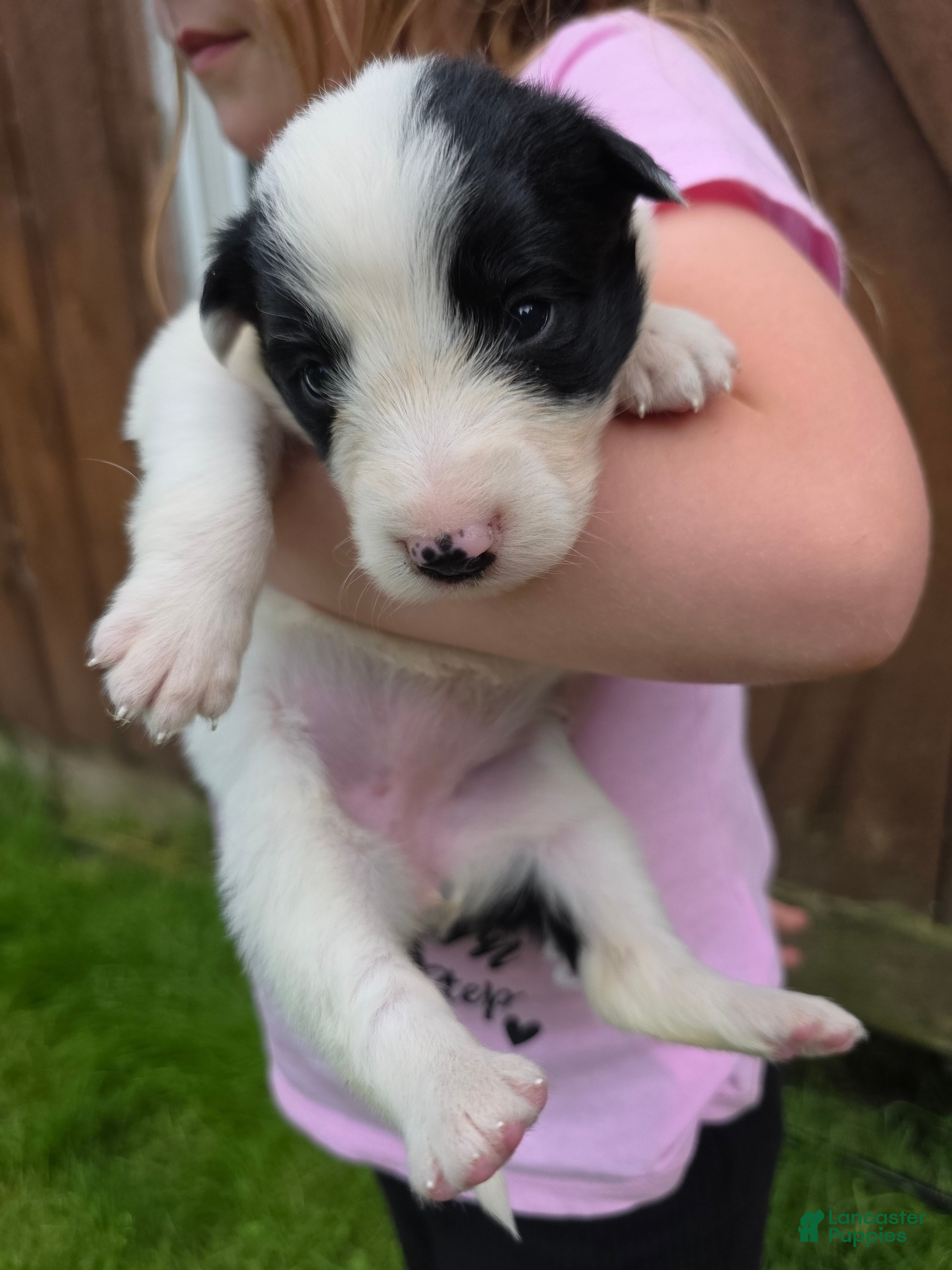 Border Collie dogs Goldie - Ad 17