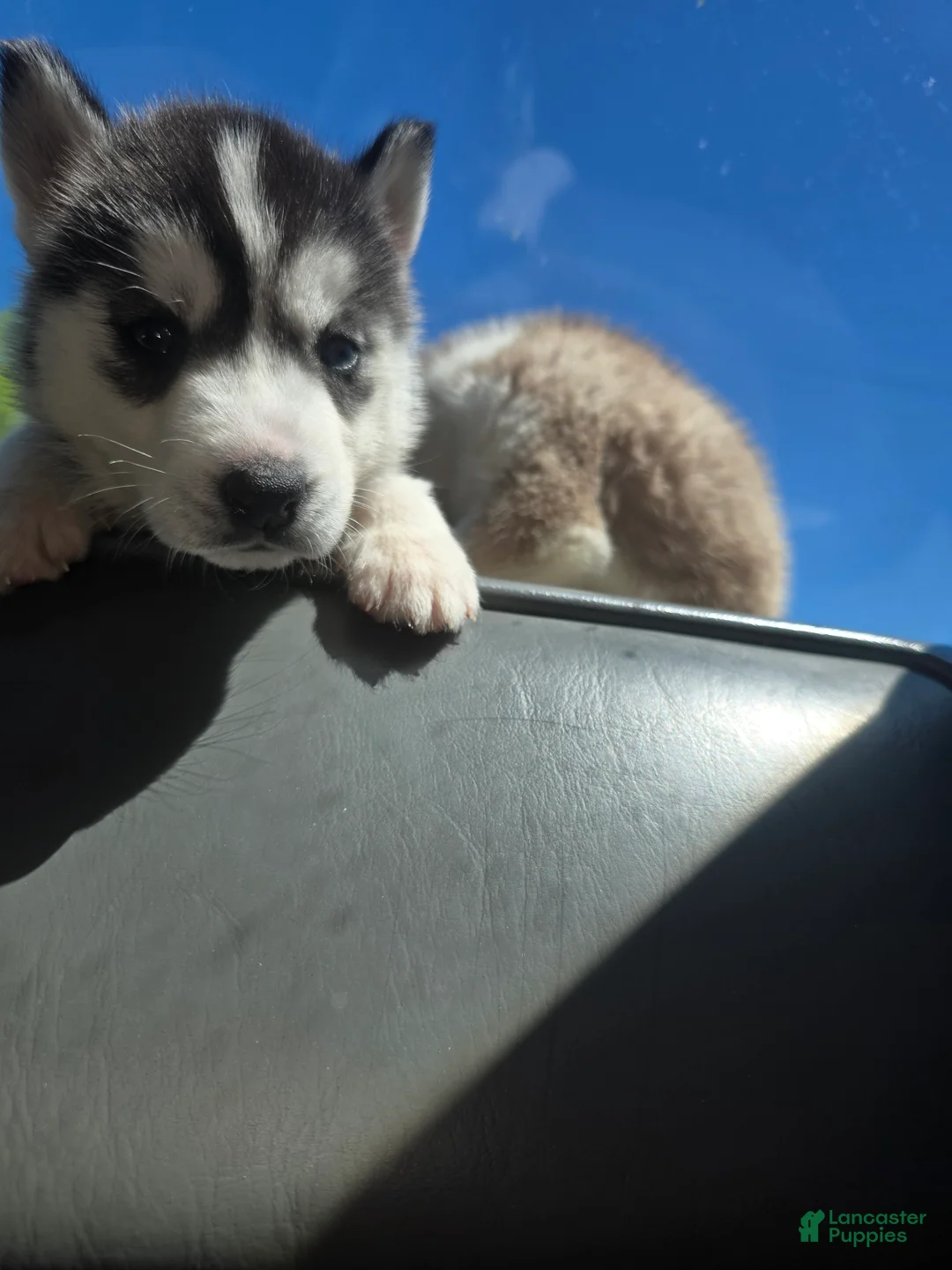Siberian Husky dogs for sale: Siberian Husky Puppy 2 - Ad 2